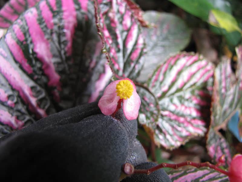 Begonia brevirimosa flower and foliage
