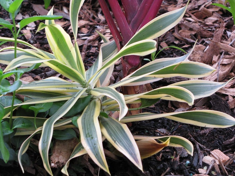Dracaena plants need organic and well-drained soil