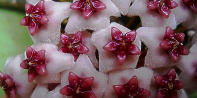 Hoya plants