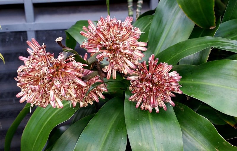 Dracaena flowers 
