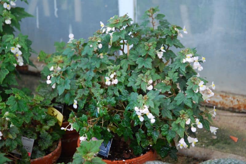 Begonia dregei