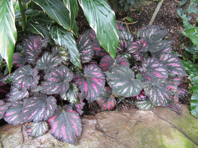 Begonia Rumba