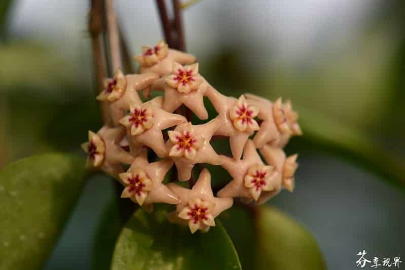 Hoya limoniaca