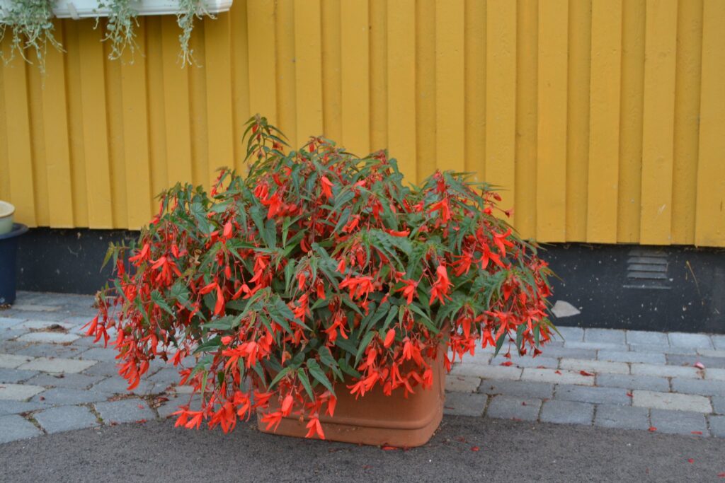 Begonia boliviensis is a heavy feeder