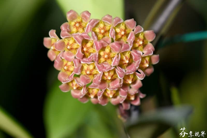 Hoya davidcummingii flowers 