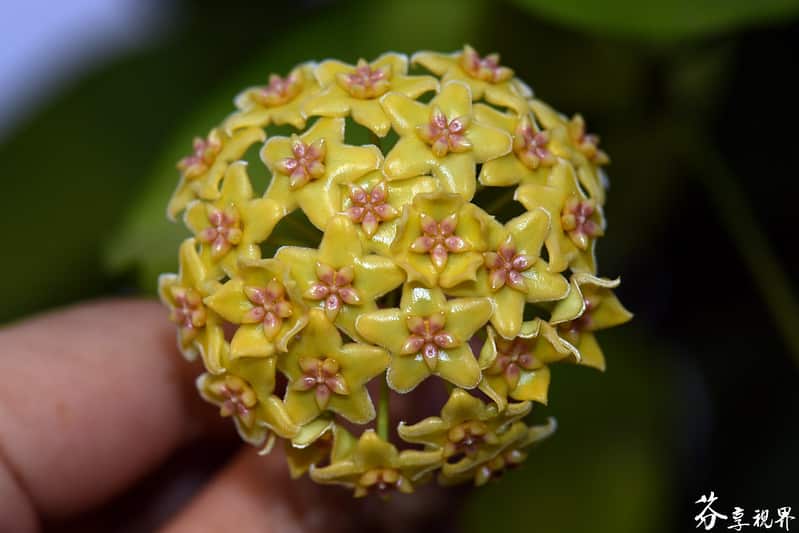 Hoya kenejiana