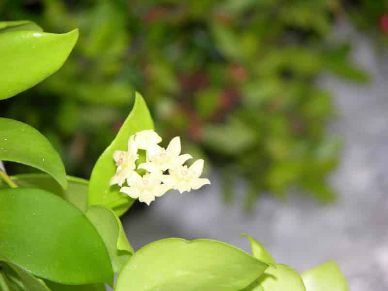 Hoya diptera plant