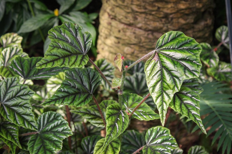 Begonia foliage