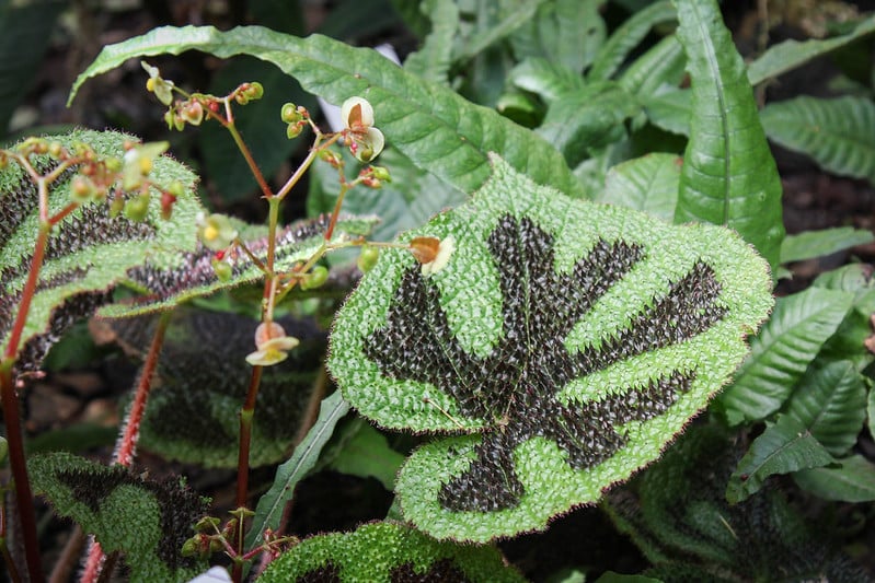 Begonia masoniana belongs to rhizomatous types