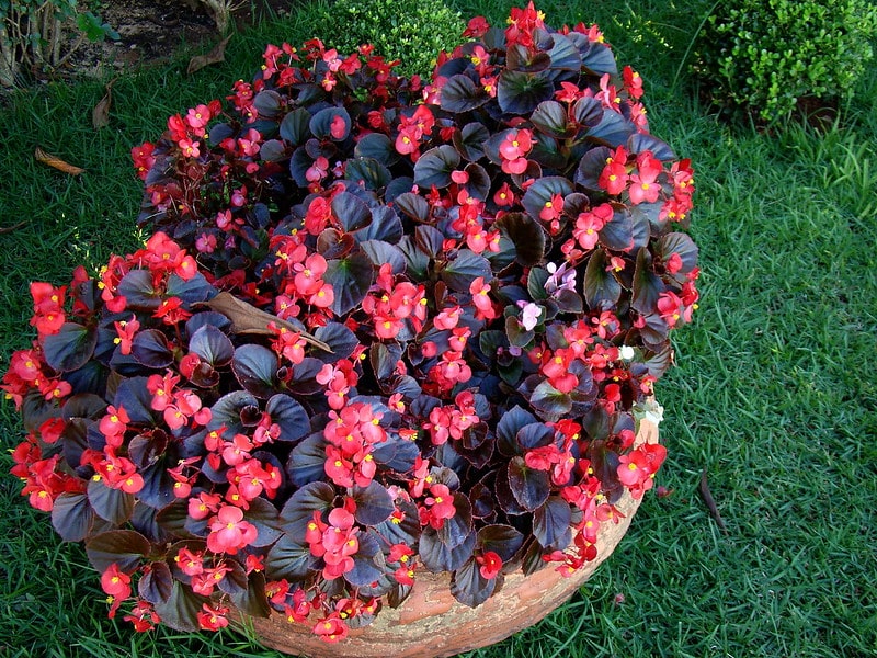 Begonia cucullata