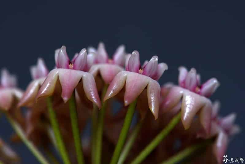 Hoya darwinii
