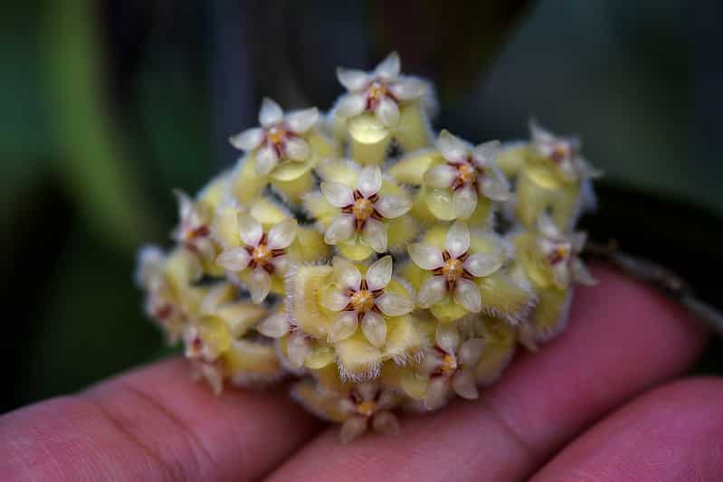 Hoya erythrina flowers