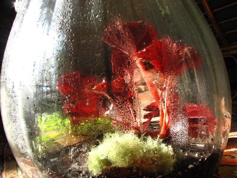 Begonia plant in vase terrarium