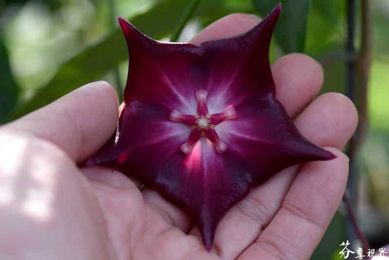 Hoya macgillivrayi flower