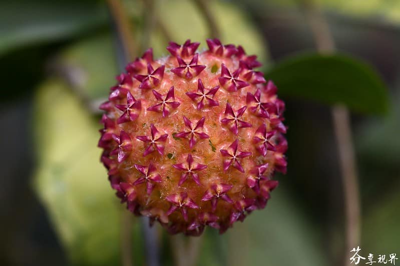 Hoya mindorensis