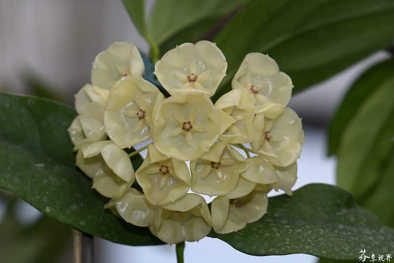 Hoya campanulata flowers