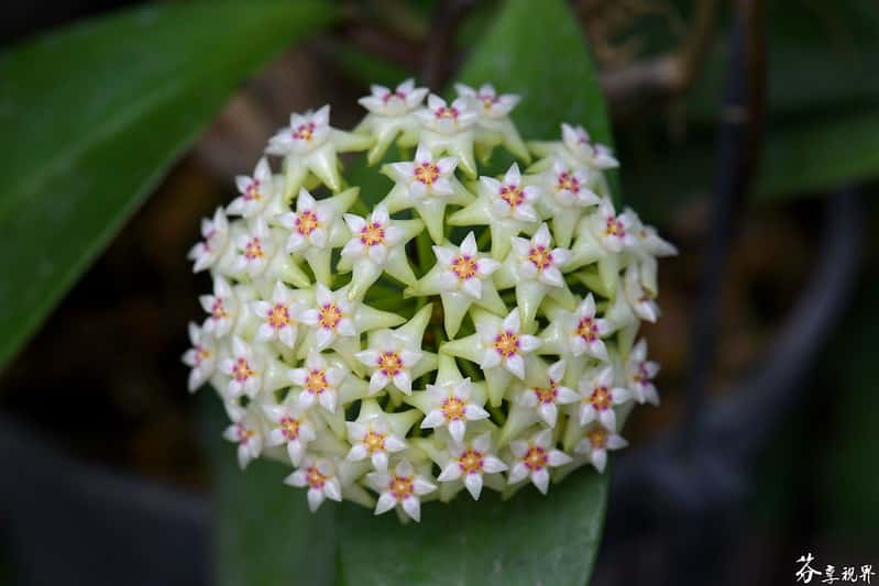 Hoya acuta flowers