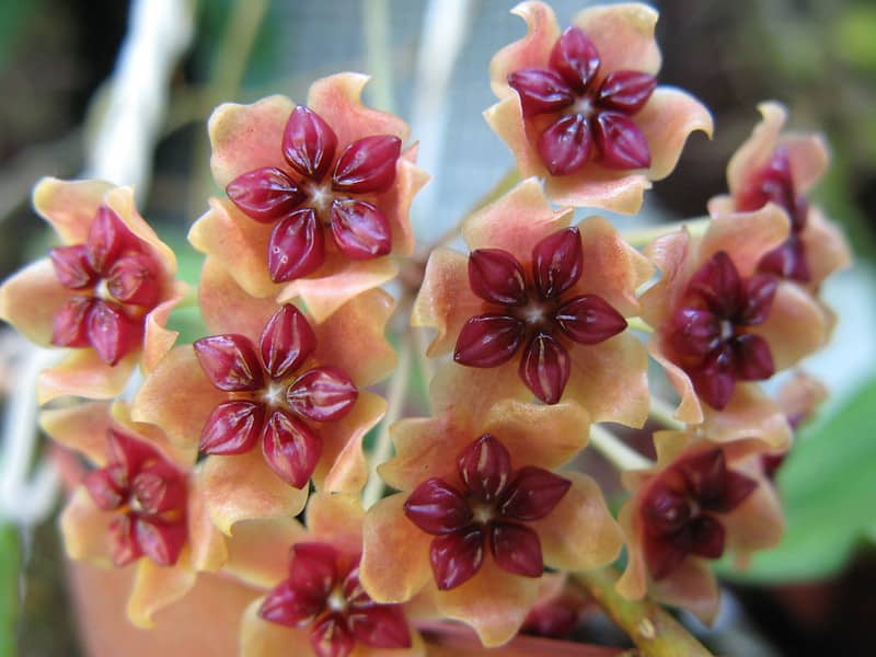 Hoya benguetensis