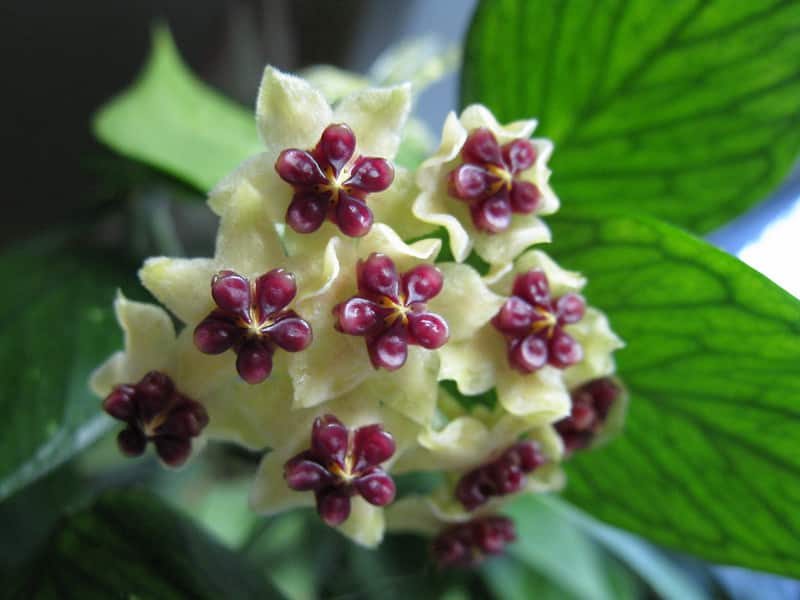 Hoya polyneura flowers 