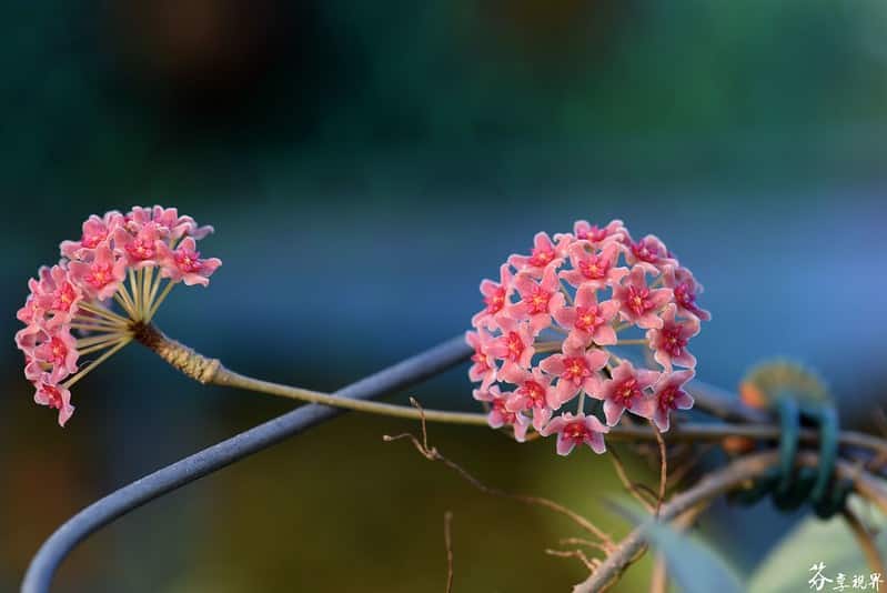 Hoya camphorifolia flowers