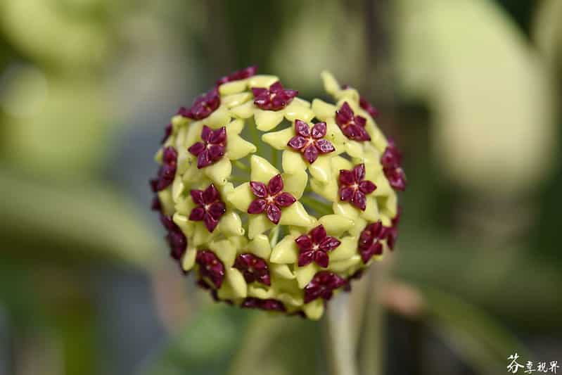 Hoya cinnamomifolia flower