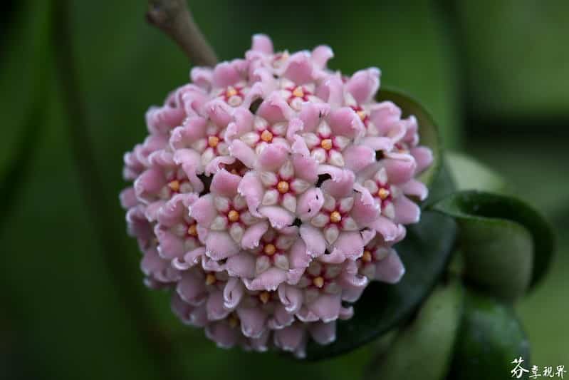 Hoya compacta flowers