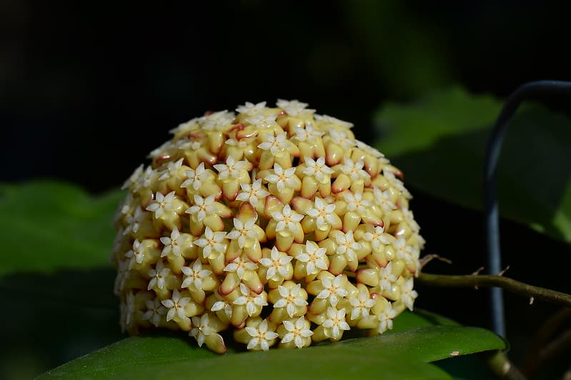 Hoya crassicaulis flowers