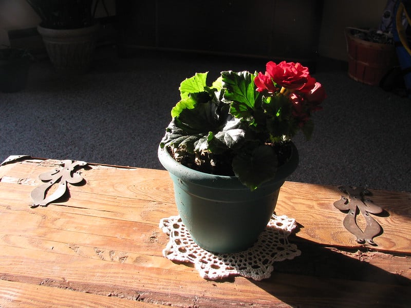 Begonia plant light requirements