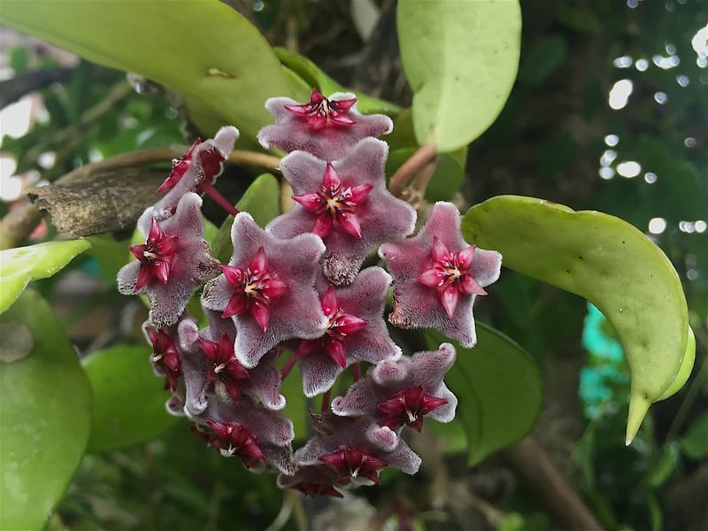 Hoya pubicalyx flowers