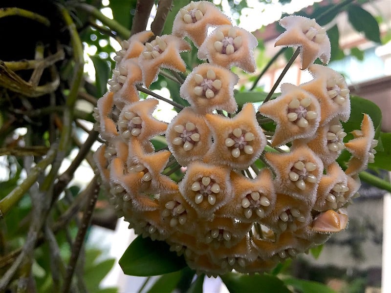 Hoya fraterna flowers 