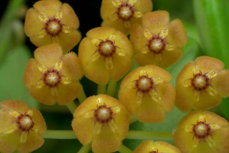 Hoya picta flowers 