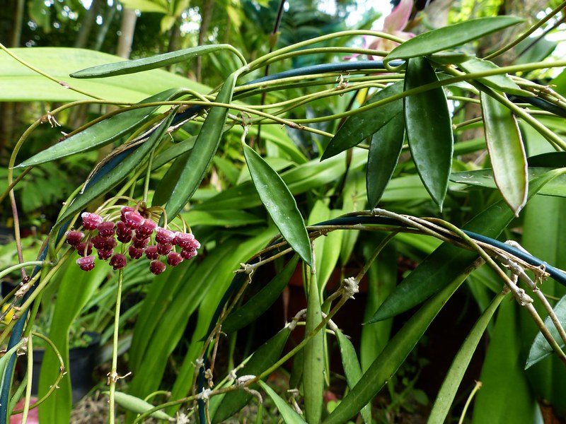 Hoya angustifolia plant