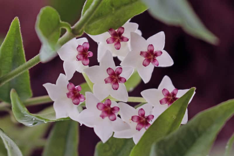 Hoya lanceolata subsp. bella flowers