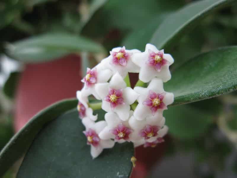 Hoya nummularioides flowers