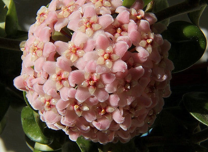 Hoya carnosa compacta flowers