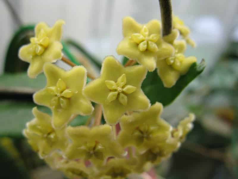 Hoya dimorpha plant 