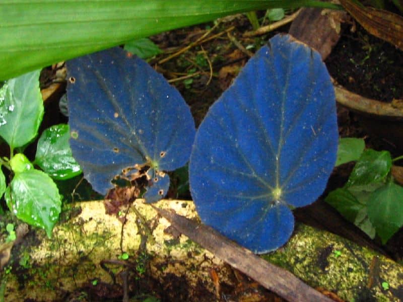 Begonia pavonina