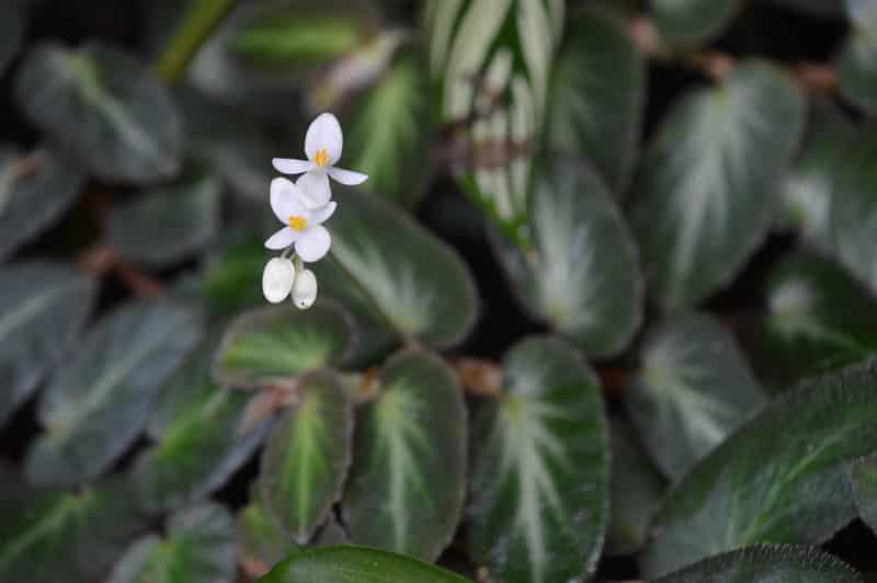 Begonia thelmae
