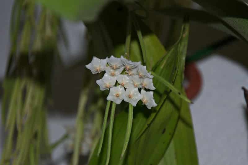 Hoya linearis flowers
