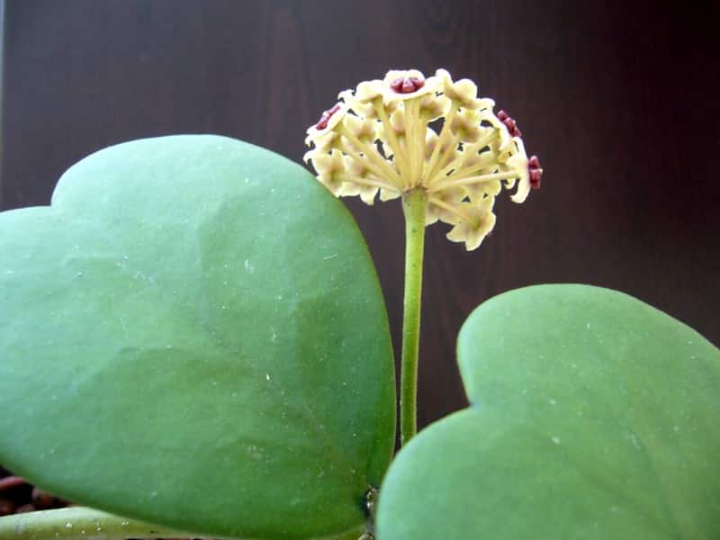 Hoya kerrii flowers and leaves