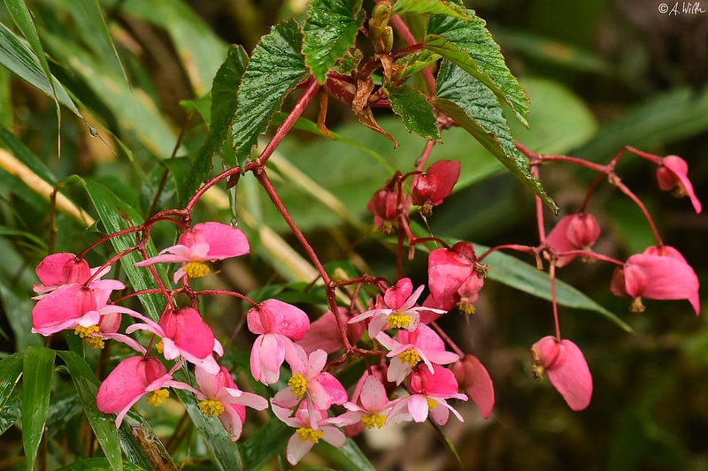 Begonia grandis