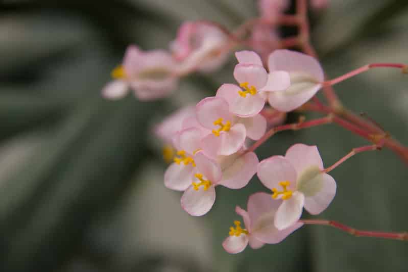 Begonia Erythrophylla