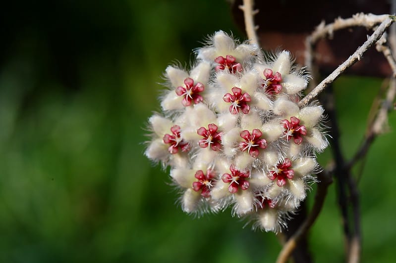 Hoya caudata flowers 