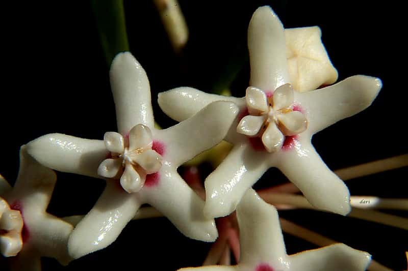 Hoya australis flowers
