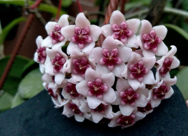 Hoya Obovata flowers
