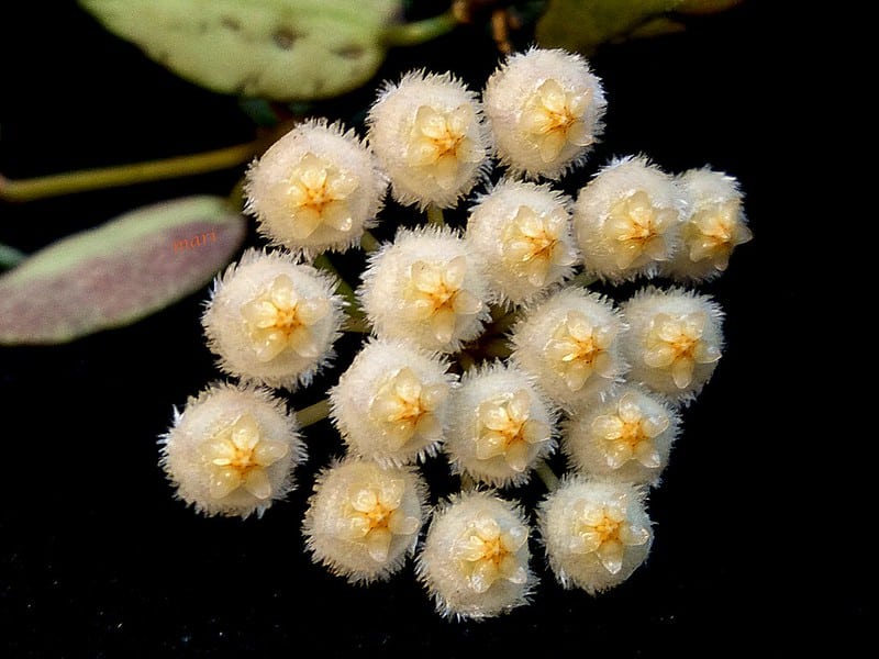 Hoya lacunosa