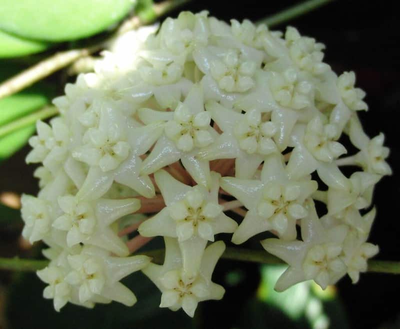 Hoya macgregorii flowers 