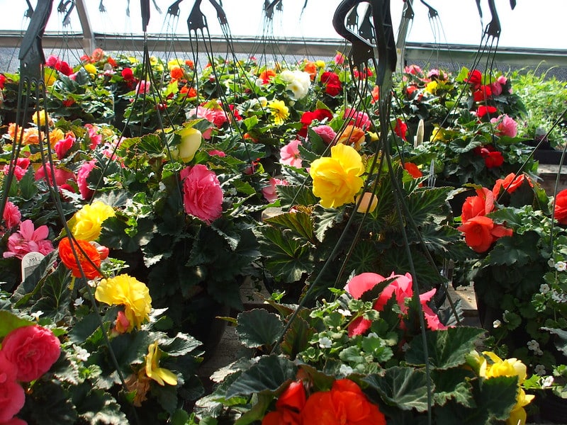 Nonstop Begonia 