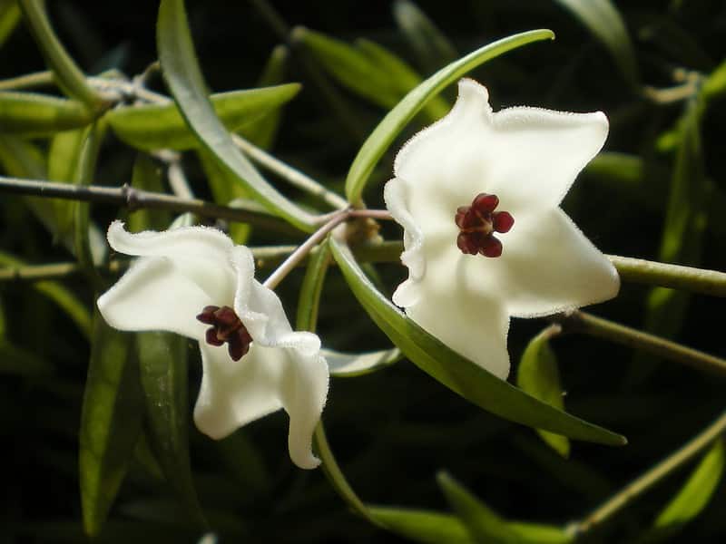 Hoya pauciflora