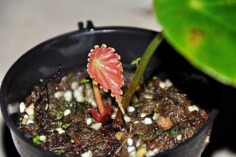 Begonia petalatifolia